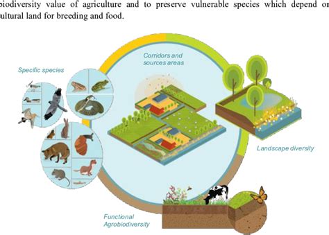 Download Four Interconnected Pillars For Biodiversity In And Biodiversity Diagram Full Size