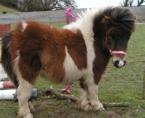 So Fluffy Miniature Ponies Pinterest Miniature Ponies And Bunnies