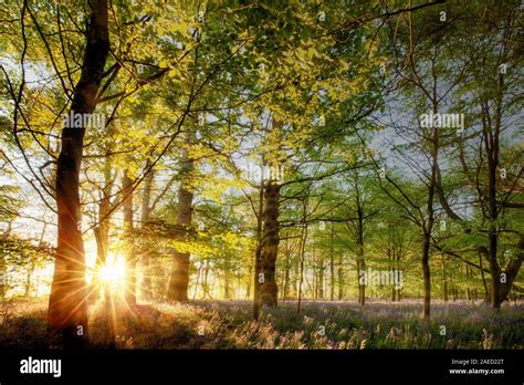 Bluebell Forest Sunrise At Dawn Natural Woodland Landscape In Norfolk