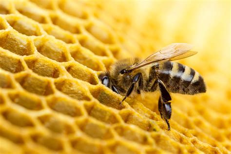 How Do Honey Bees Make Beeswax