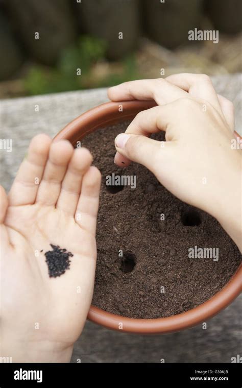 Hand Planting Seeds In Holes In Soil In Plant Pot Stock Photo Alamy