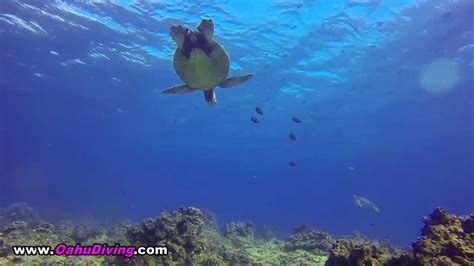 Turtle Canyons Waikiki Scuba Diving Location Oahu Diving Youtube