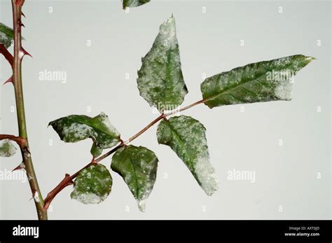 Powdery Mildew Podosphaera Pannosa Infection On Climbing Rose Leaves