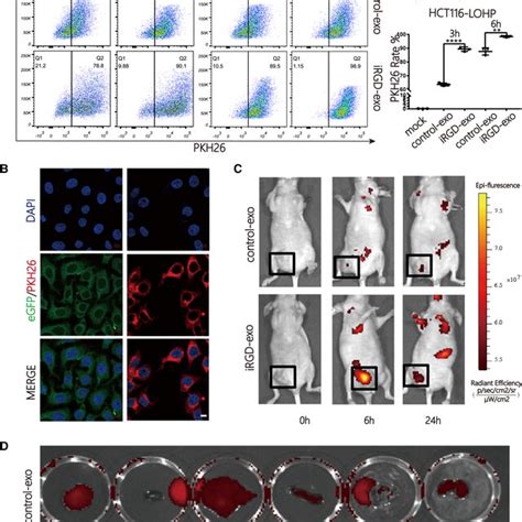 Inhibition Of Cpt1a Suppressed Fao And Reversed Oxaliplatin Resistance Download Scientific