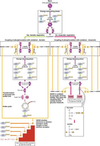 Carbohydrate Metabolism Anatomy And Physiology Ii