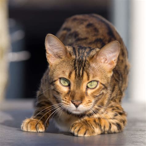 Siamkatze Charakter Merkmale Und Haltung