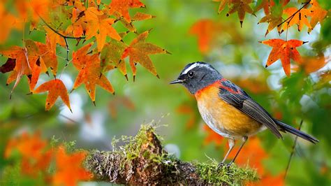 Bird in autumn, maple leaves, twigs Wallpaper | 1920x1080 Full HD resolution wallpaper download ...