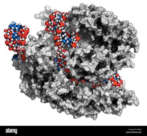 Crispr Cas9 Gen Editar Complejos De Streptococcus Pyogenes El Cas9 Nucleasa Proteína Usa Una