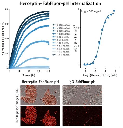 Cancer Drug Discovery Antibody Internalization Assays