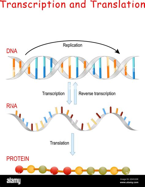 Replicación de ADN síntesis de proteínas transcripción y traducción