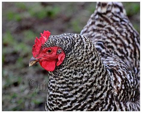 Farm Chicken Photo Bard Rock Chickens Pinterest