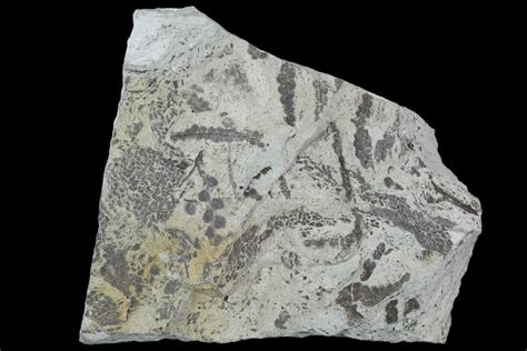 2.2" Plate Of Silurian Fossil Algae (Leveillites) - Estonia (#102646) For Sale - FossilEra.com