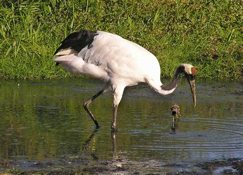 Maalie's Bird of the Day: 164. Red-crowned Crane