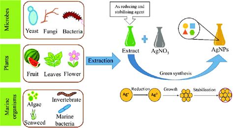 Schematic Representation Of The Agnps Biosynthesis Procedures Utilising