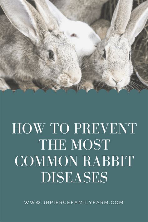 The Most Common Rabbit Diseases How To Treat And Prevent J R