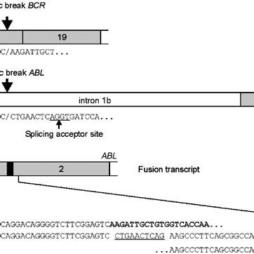 Structure of the BCR-ABL fusion gene and its transcript. (a) At the DNA ...