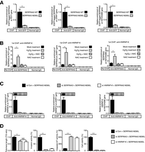 Serpina Is A Key Modulator Of Hnrnp K Transcriptional Activity Against