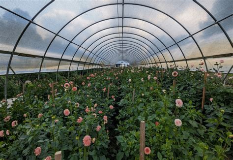 Blossoming Innovations In Cut Flower Production Greenhouse Product News