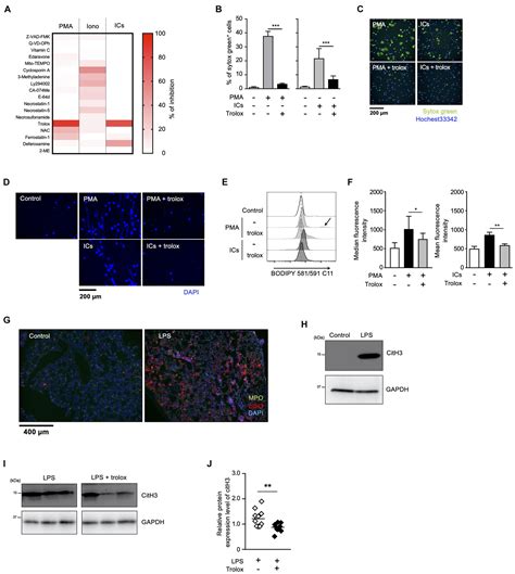 Frontiers Oxidized Phospholipids And Neutrophil Elastase Coordinately