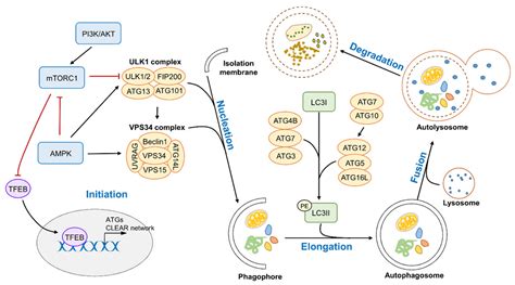 Molecules Free Full Text Modulation Of The Autophagy Lysosomal