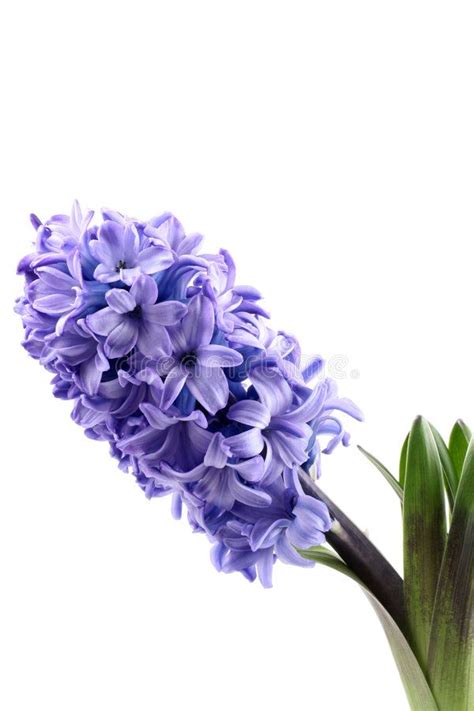 Hyacinth. Purple hyacinth isolated on white - seasonal flower , #Sponsored, #hyacinth, #Purple ...