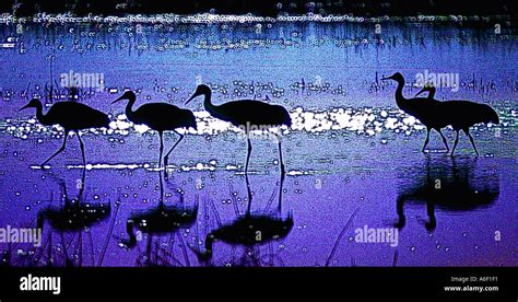 Sand Hill Cranes Stock Photo - Alamy