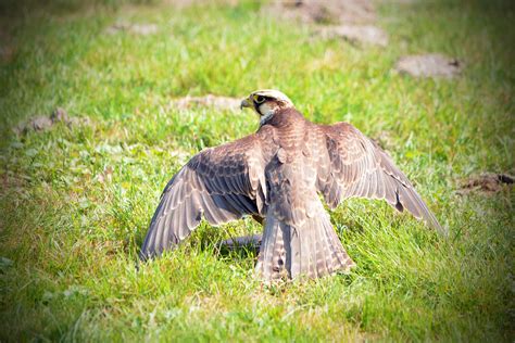 Falco Biarmicus Also Known As The Lanner Falcon Huib Smit Flickr