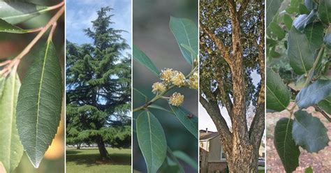 Top 5 evergreen trees for Sacramento - Sacramento Tree Foundation