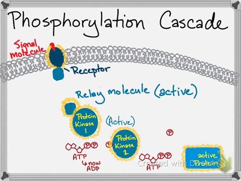 The Diagram Shows A Phosphorylation Cascade