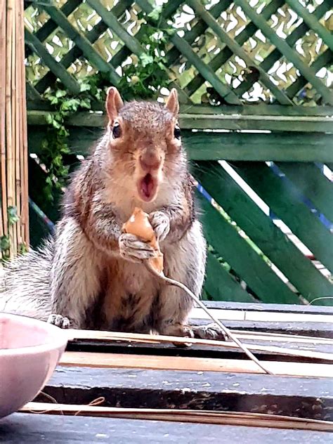 Shocking! : squirrels