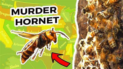 How To Catch A Murder Hornet Youtube