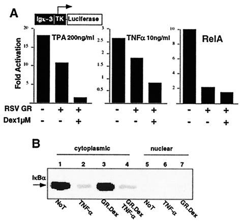 Cytoplasmic Catalytic Subunit Of Protein Kinase A Mediates Cross