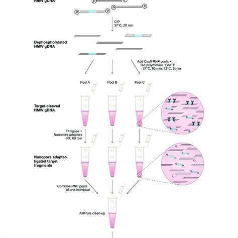 Library Preparation Of The Targeted Enrichment Protocol A Schematic