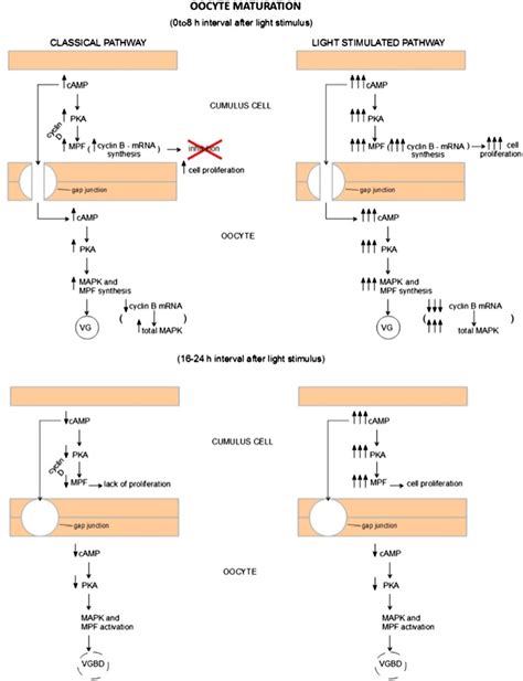 Diagram Of The Proposed Light Effect On Oocyte And Granulosa Cells