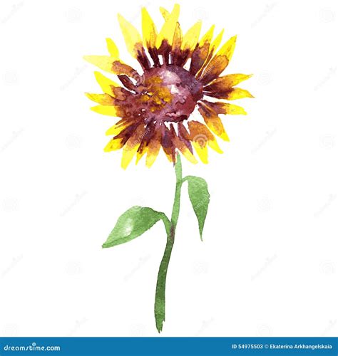 Girasole Dell Acquerello Illustrazione Vettoriale Illustrazione Di