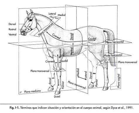 Planos Topogr Ficos Anatom A Veterinaria Anatomia Veterinaria