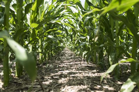 Norder Supply Inc Optimizing Corn Plant Population