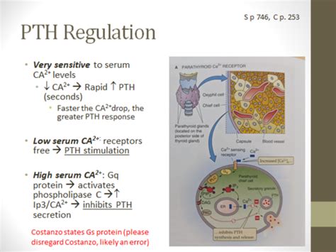 Physiology Exam 4 Endocrinology Flashcards Quizlet