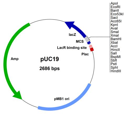 Cloning Vector Plasmid Biology Ease