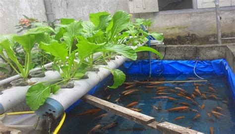 Panduan Lengkap Cara Budidaya Ikan Mas Di Kolam Terpal Dengan Mudah