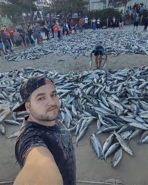 Fotos Milhares De Tainhas S O Capturadas Em Praias De Santa Catarina