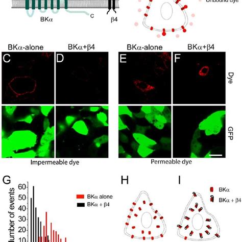 B 4 Containing BK Channels Do Not Contribute To Whole Cell BK Channel