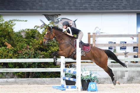 25 Tips to Take Your Show Jumping from Average to Awesome - Horse Rookie