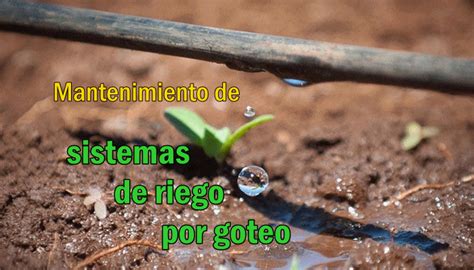 Manejo Y Mantenimiento De Sistemas De Riego Por Goteo Infoagronomo