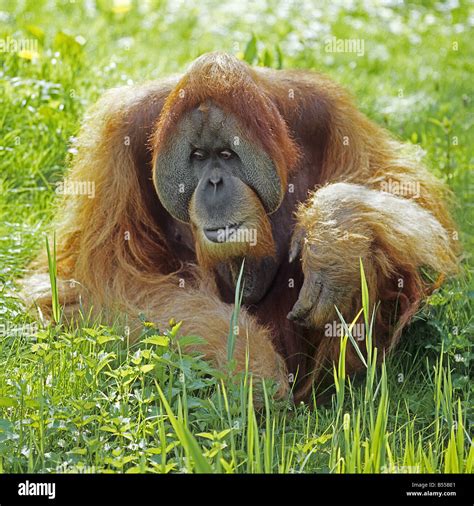 Bornean Orangutan Sitting In Meadow Pongo Pygmaeus Stock Photo Alamy