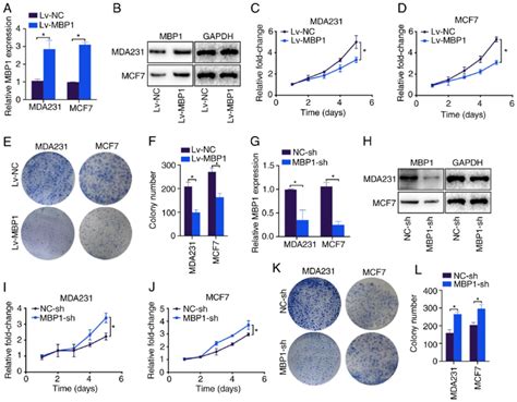 Mbp Regulates Proliferation Of Bc Cells Mrna And Protein Expression