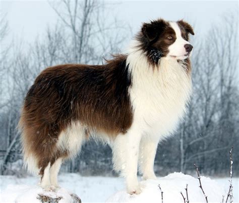 Border Collie Breed Guide - Learn about the Border Collie.