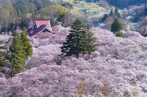 美しい桜に逢える場所〜甲信地方のさくら名所〜【2022】季節・暮らしの話題 2022年03月26日 日本気象協会 Tenkijp