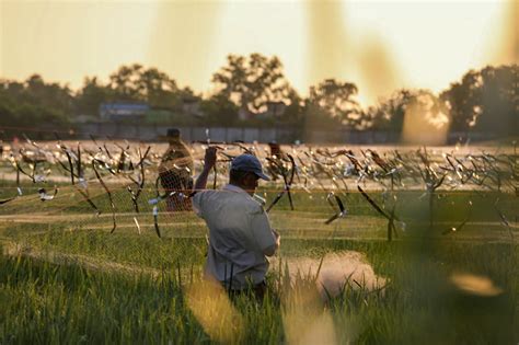 Foto Cara Petani Lhoknga Jaga Padi Dari Serangan Si Pipit Aceh Jurnal