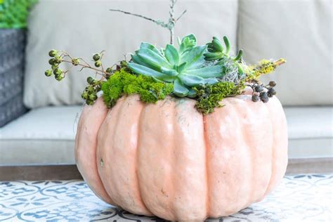 Pumpkin Succulents Planter With Moss Twigs Nourish And Nestle